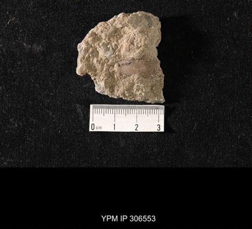 Phestia sp.