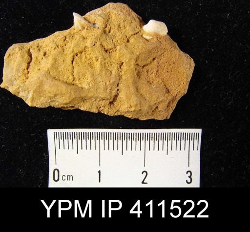 undet. Orthida