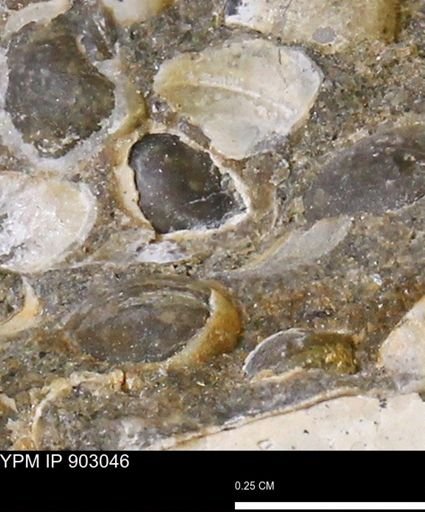 undet. Bivalvia