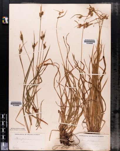 Carex pallescens