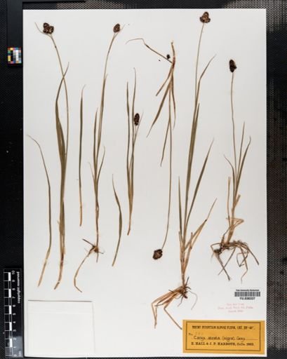 Carex