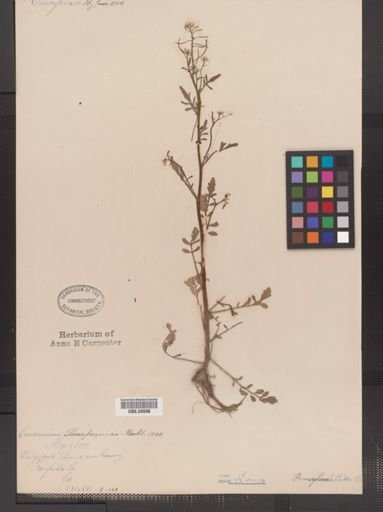 Cardamine pensylvanica
