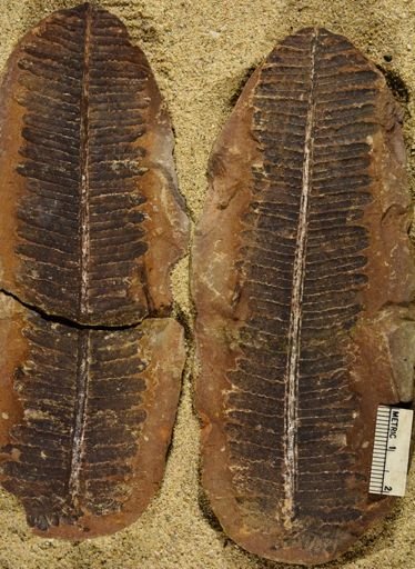 Pecopteris sp.