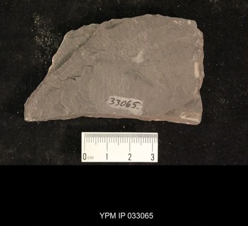 Mormolucoides articulatus
