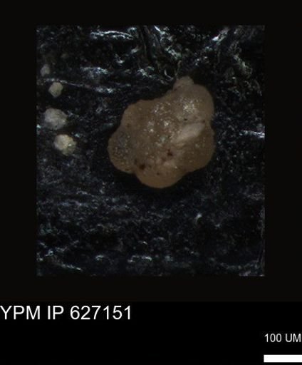 undet. Foraminiferida