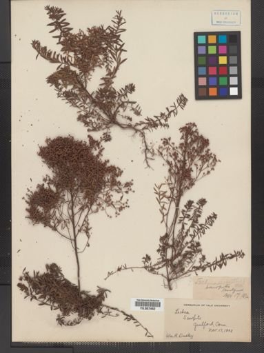Lechea leggettii