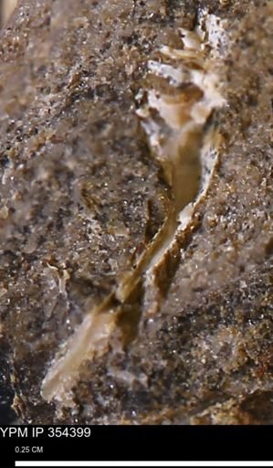 undet. Mollusca