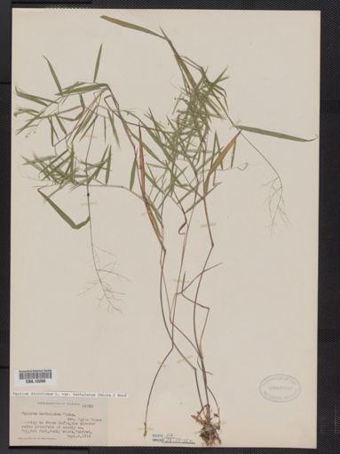 Panicum dichotomum