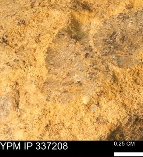 undet. Mollusca