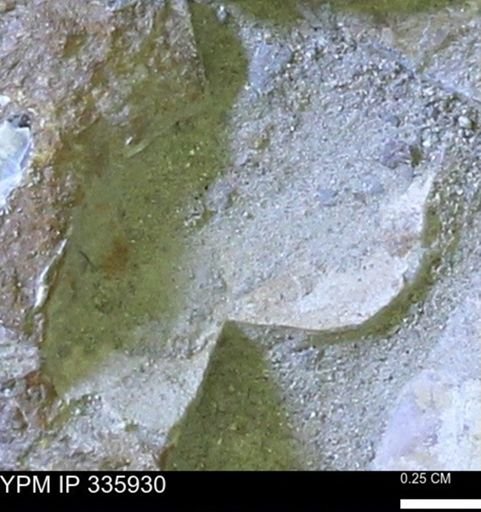 undet. Mollusca