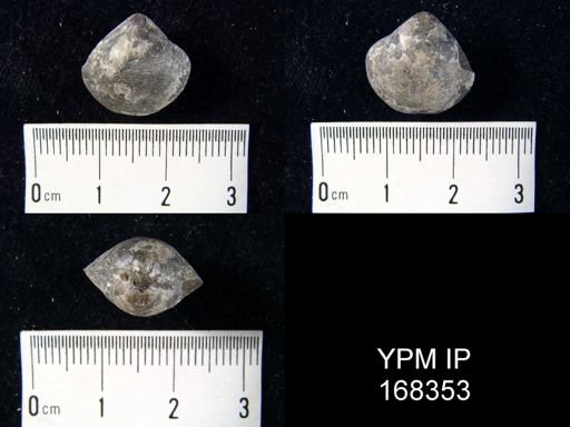Athyris spiriferoides