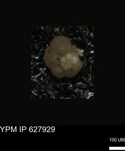 undet. Foraminiferida