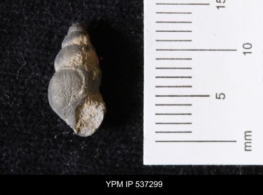 Goniobasis ortmanni