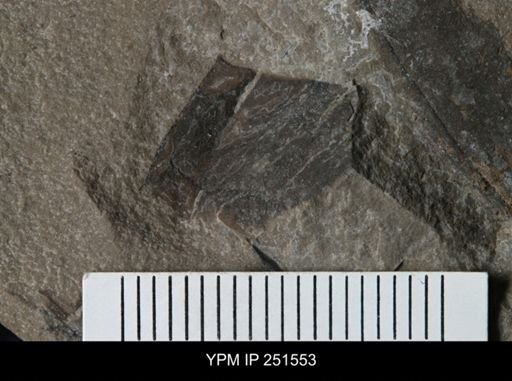 undet. Eurypterida