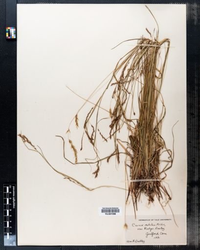 Carex debilis