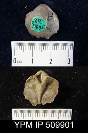 Gypidula sp.