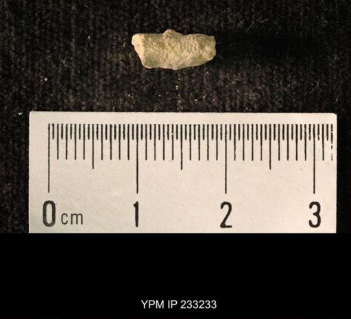 Archaeocidaris sp.