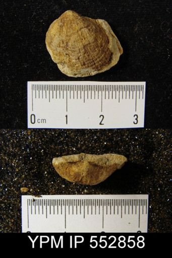 Productella speciosa?
