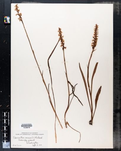 Spiranthes cernua