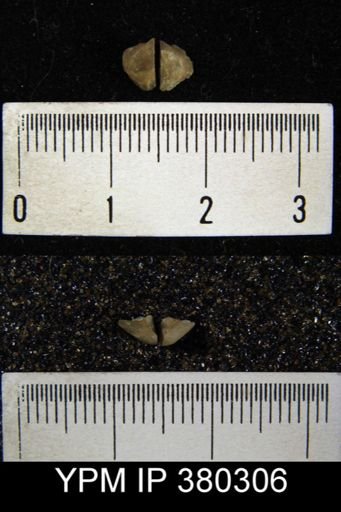 undet. Brachiopoda