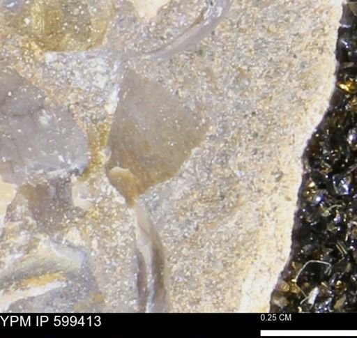 Protocardia subquadrata