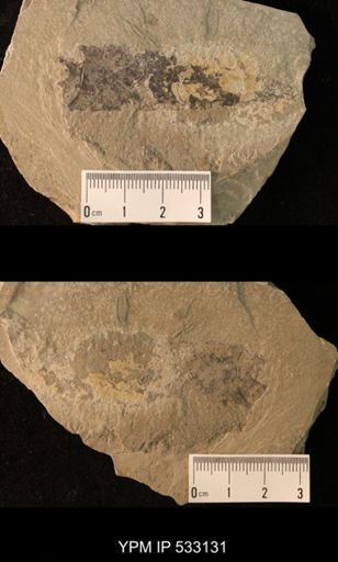 undet. Phyllocarida