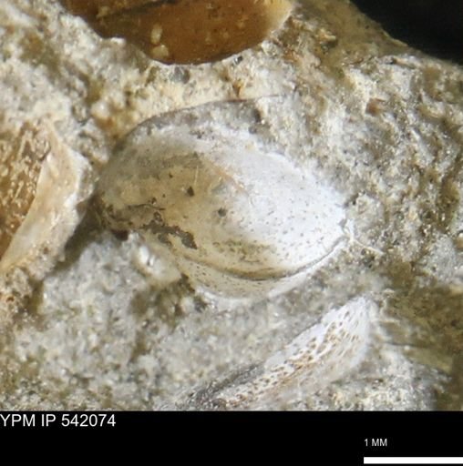 Corbulamella gregaria