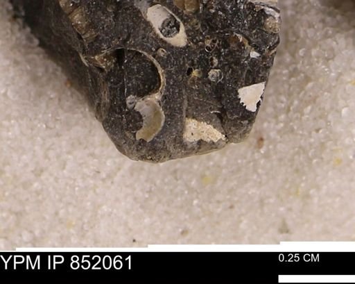 Gastropoda