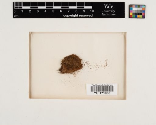 Plantae