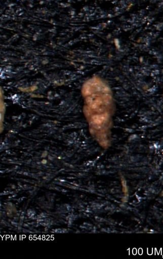Verneuilinoides kansasensis