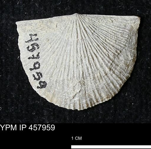 Strophodonta sp.