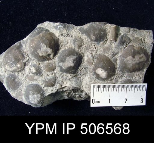 Brachyprion philomena