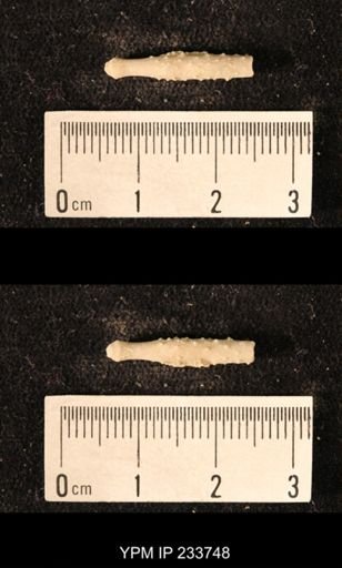 Archaeocidaris sp.