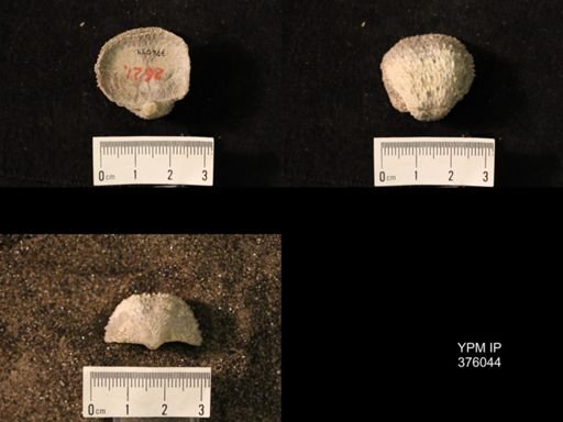 Pustula nebrascensis