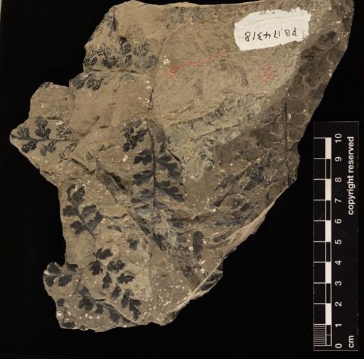 Sphenopteris sp.