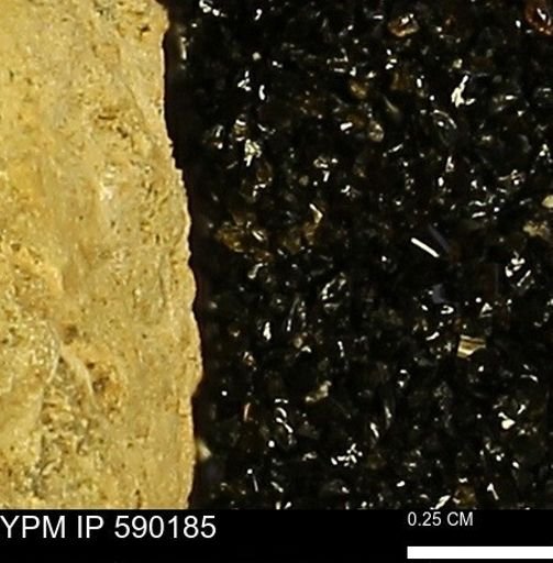 Discoscaphites sp.