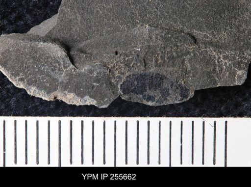 Eurypterida