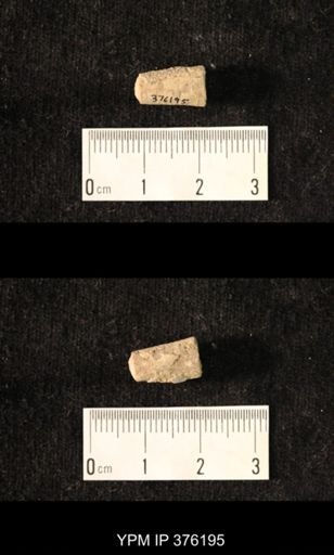 Pseudorthoceras knoxense