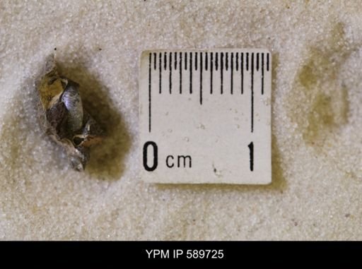 Hoploscaphites nicolletii