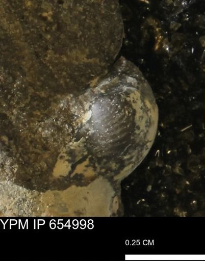 undet. Bivalvia