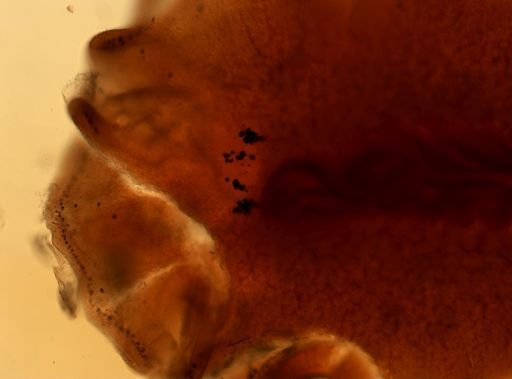 Stylochus ellipticus