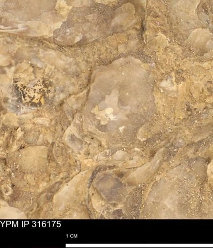 undet. Mollusca