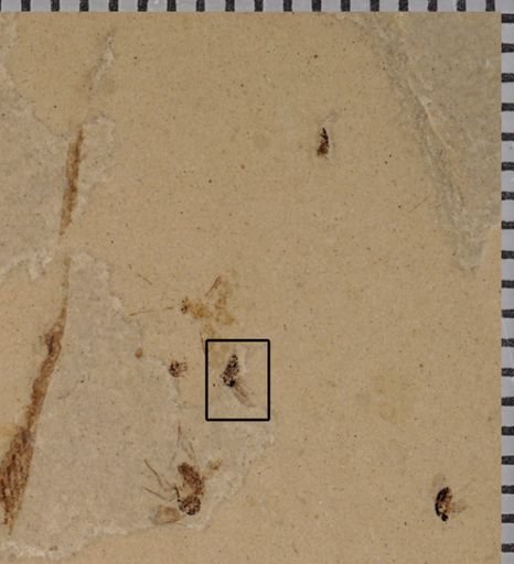 undet. Diptera