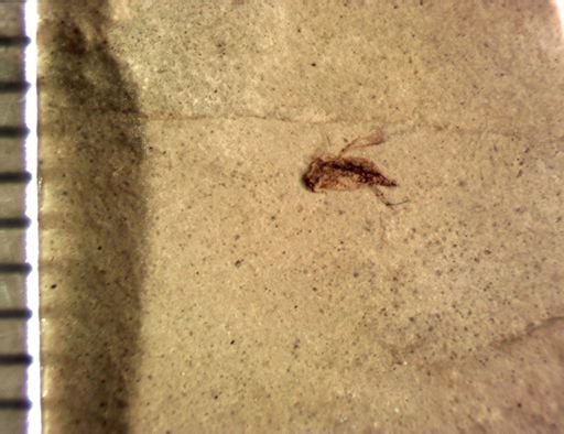 undet. Mordellidae
