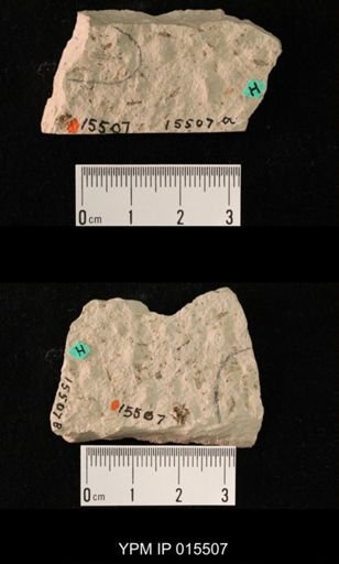 Protembia permiana