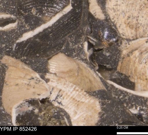 Limopsis striatopunctatus