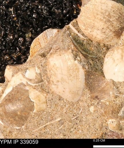 undet. Bivalvia