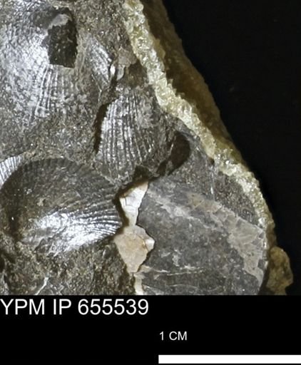 Oxytoma (Hypoxytoma) nebrascana