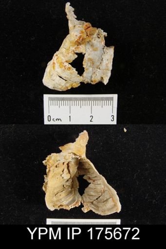 Leptodus sp.