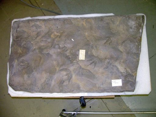 Opisthias rarus